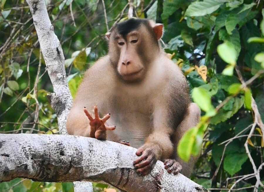 Wildlife Encounters on the Kinabatangan River in Borneo &  Hornbill Lodge