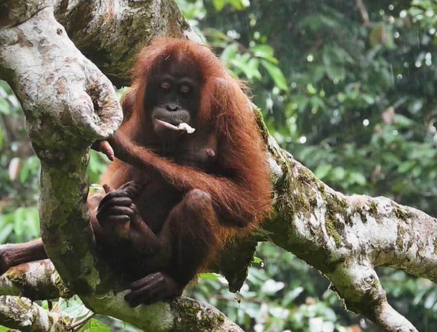 Guide to Sandakan and Sepilok: Wildlife Conservation in Borneo