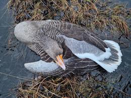 Found a large number of dead geese: Very scary