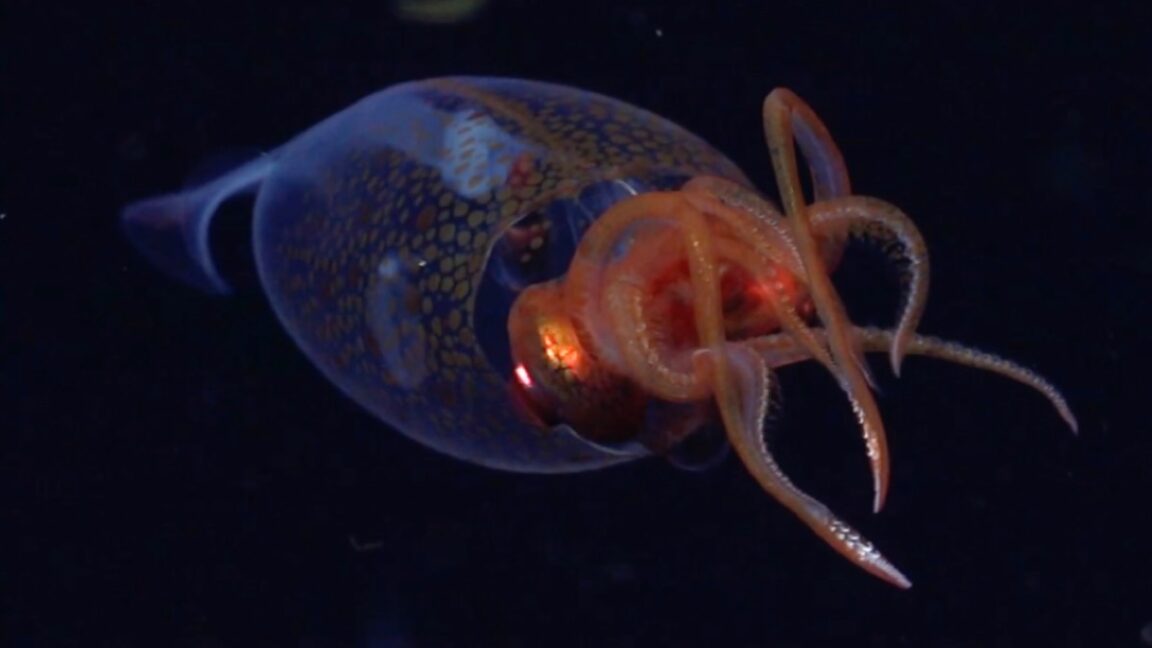 Research roundup: Tattooed tardigrades and splash-free urinals