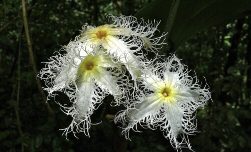 Velg din blomst!