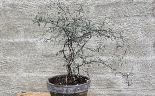 Spøkelsestre (Corokia).