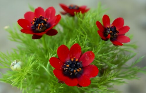 Sommeradonis