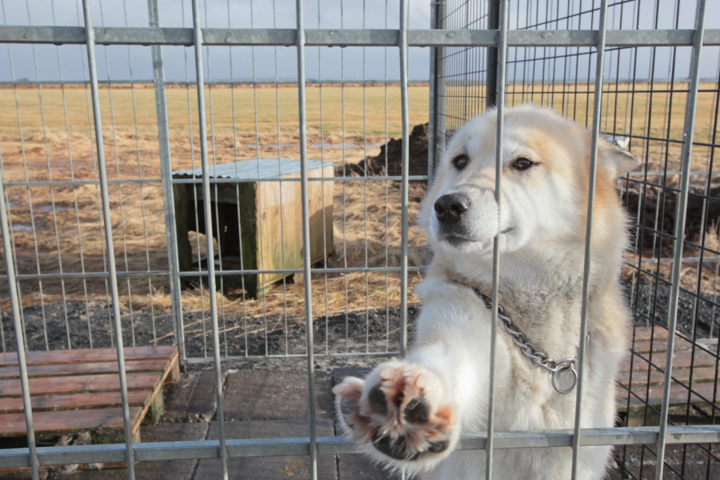 Two Dogs Removed From Owners Due To Poor Living Conditions