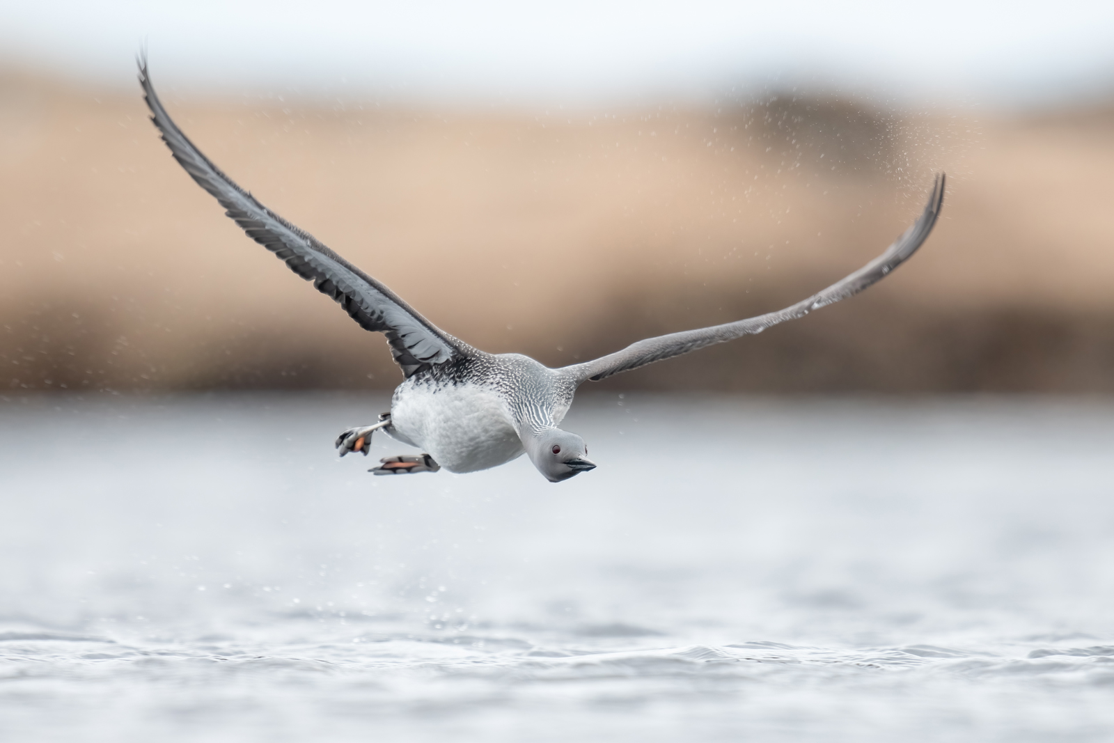 Birdwatching With A Pro