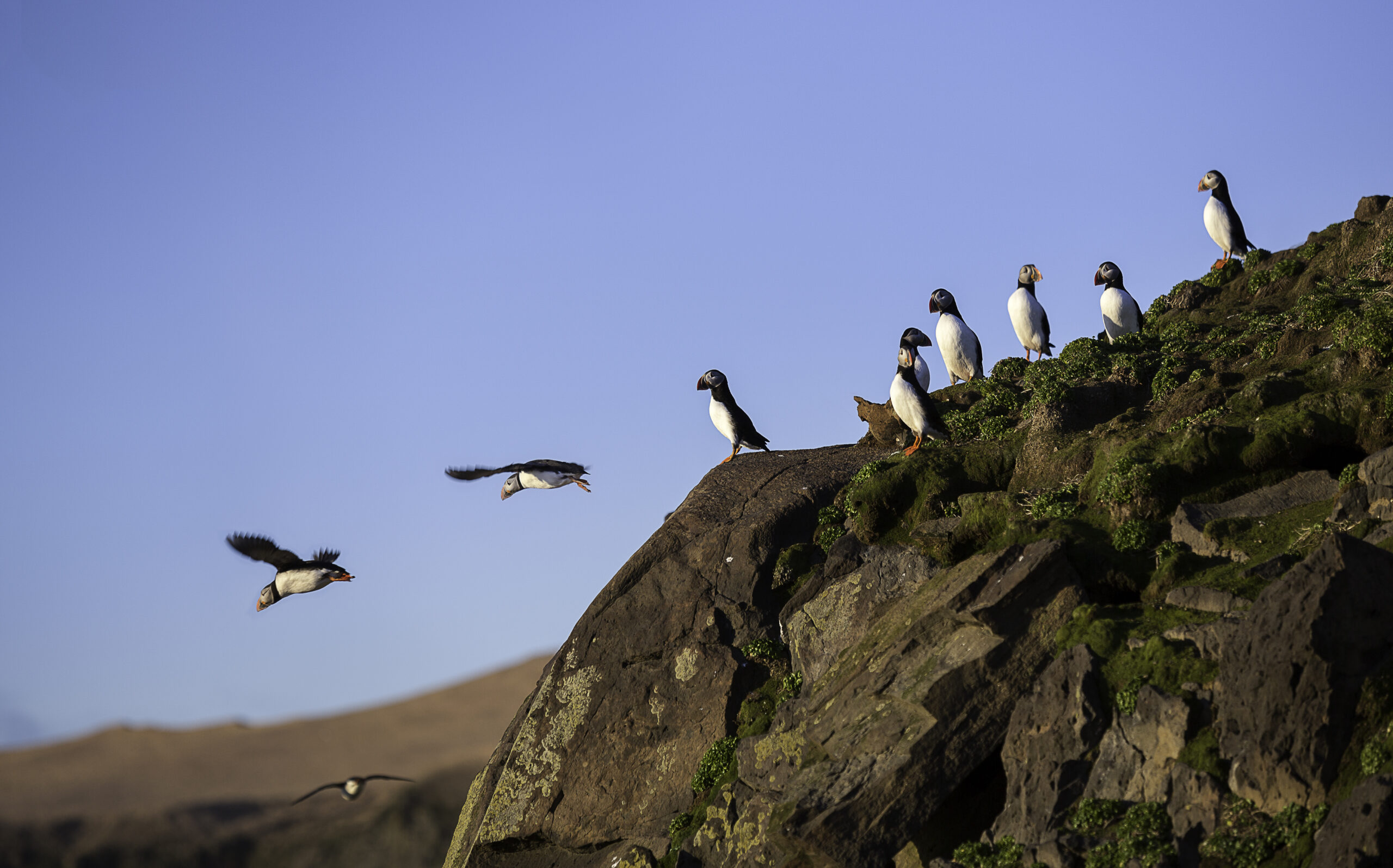 First Puffins Return As Breeding Season Begins