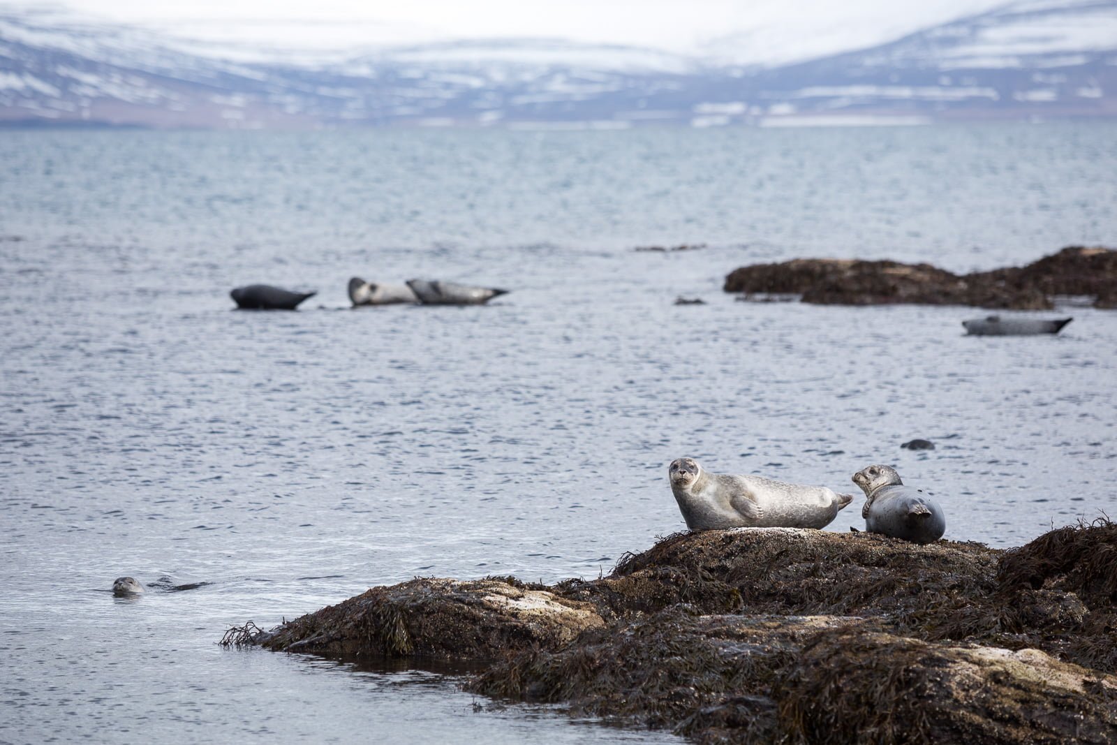 Reykjavík Zoo’s Seal Pool To Be Upgraded