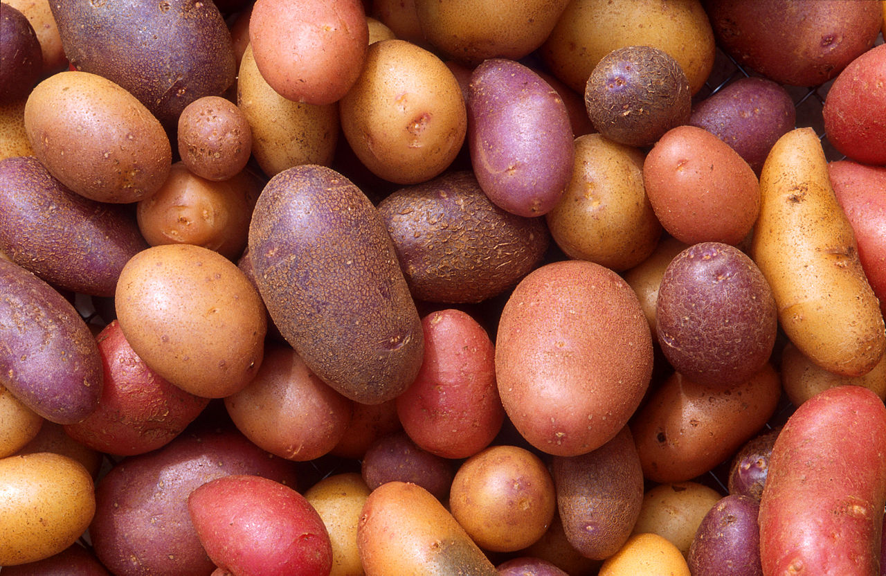 Smallest Potato Harvest In 32 Years