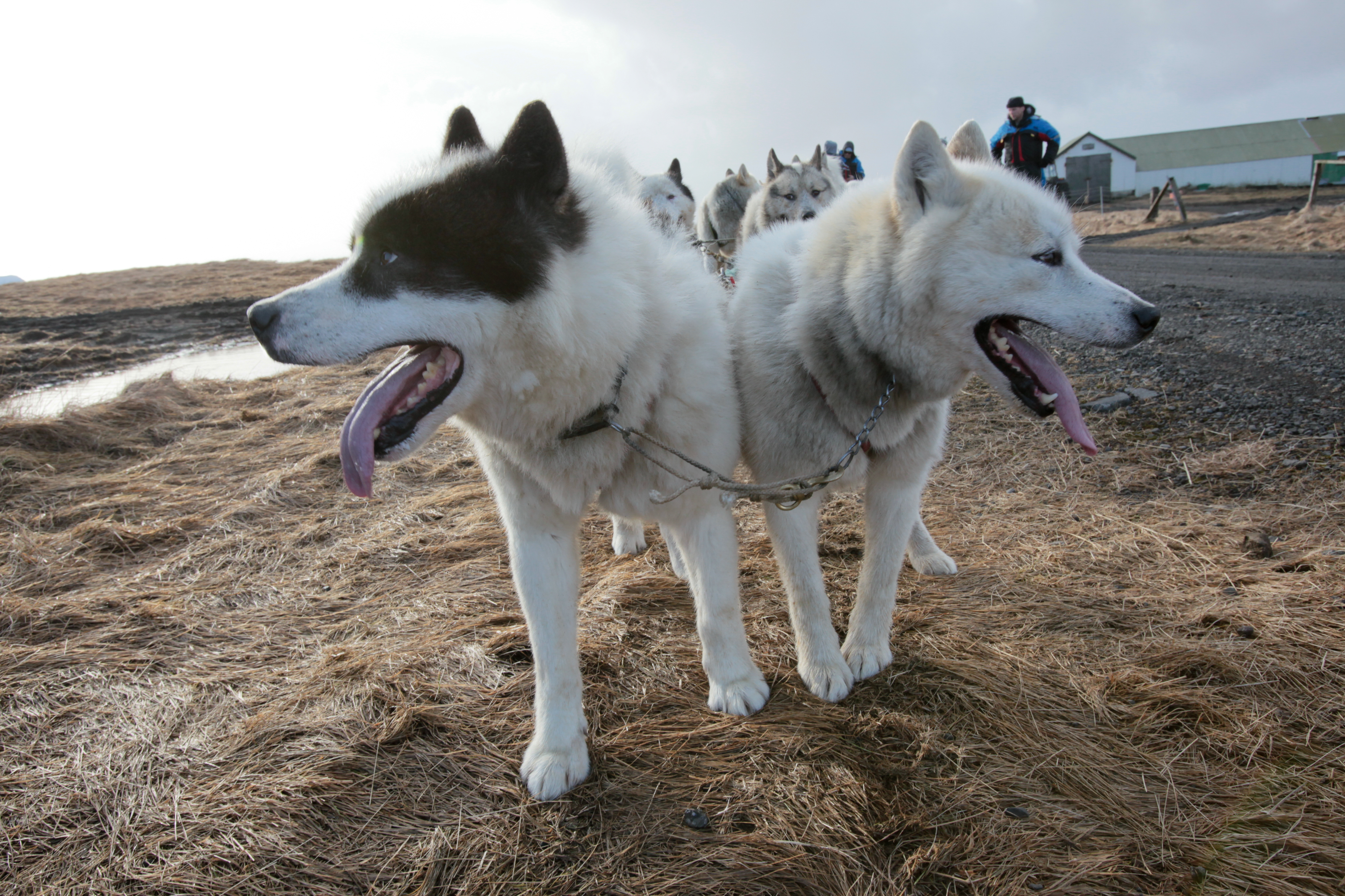 No Replacement For Deceased Drug Detection Dog