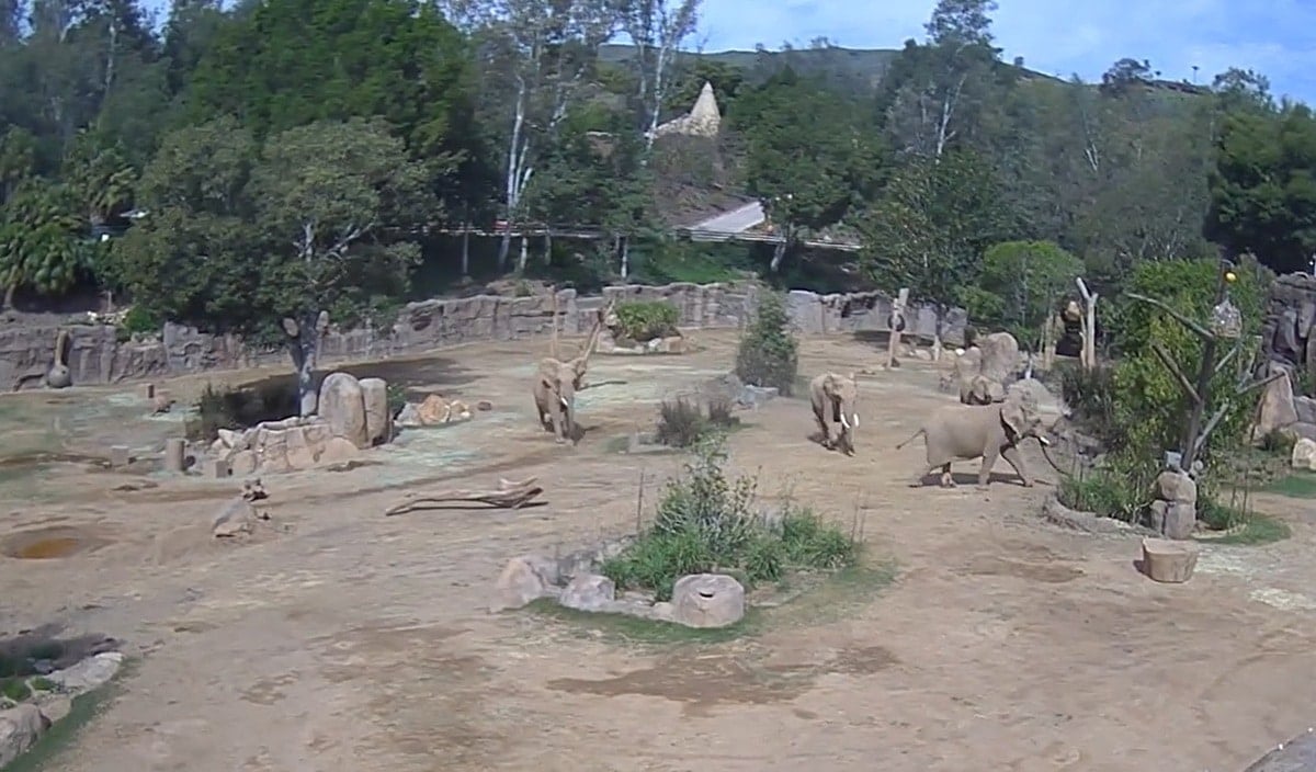 Watch: Elephants at San Diego Safari Park Form Protective Circle Around Calves During Earthquake