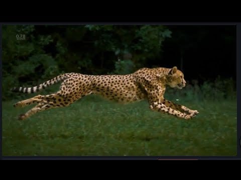 Cheetah eyes