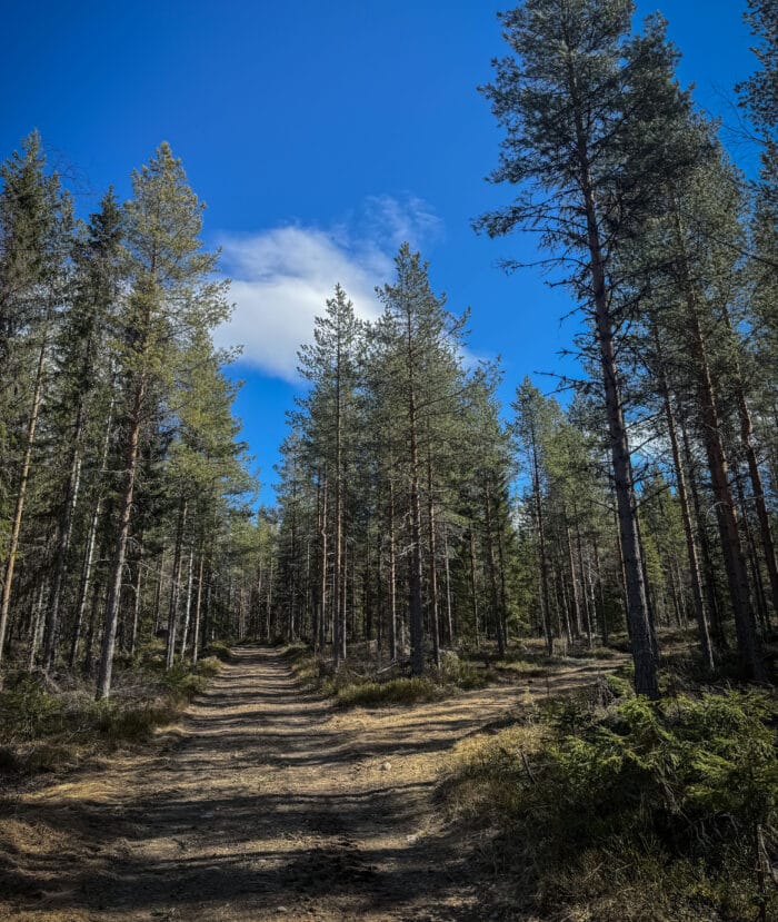 Vårvindar friska, leka och viska