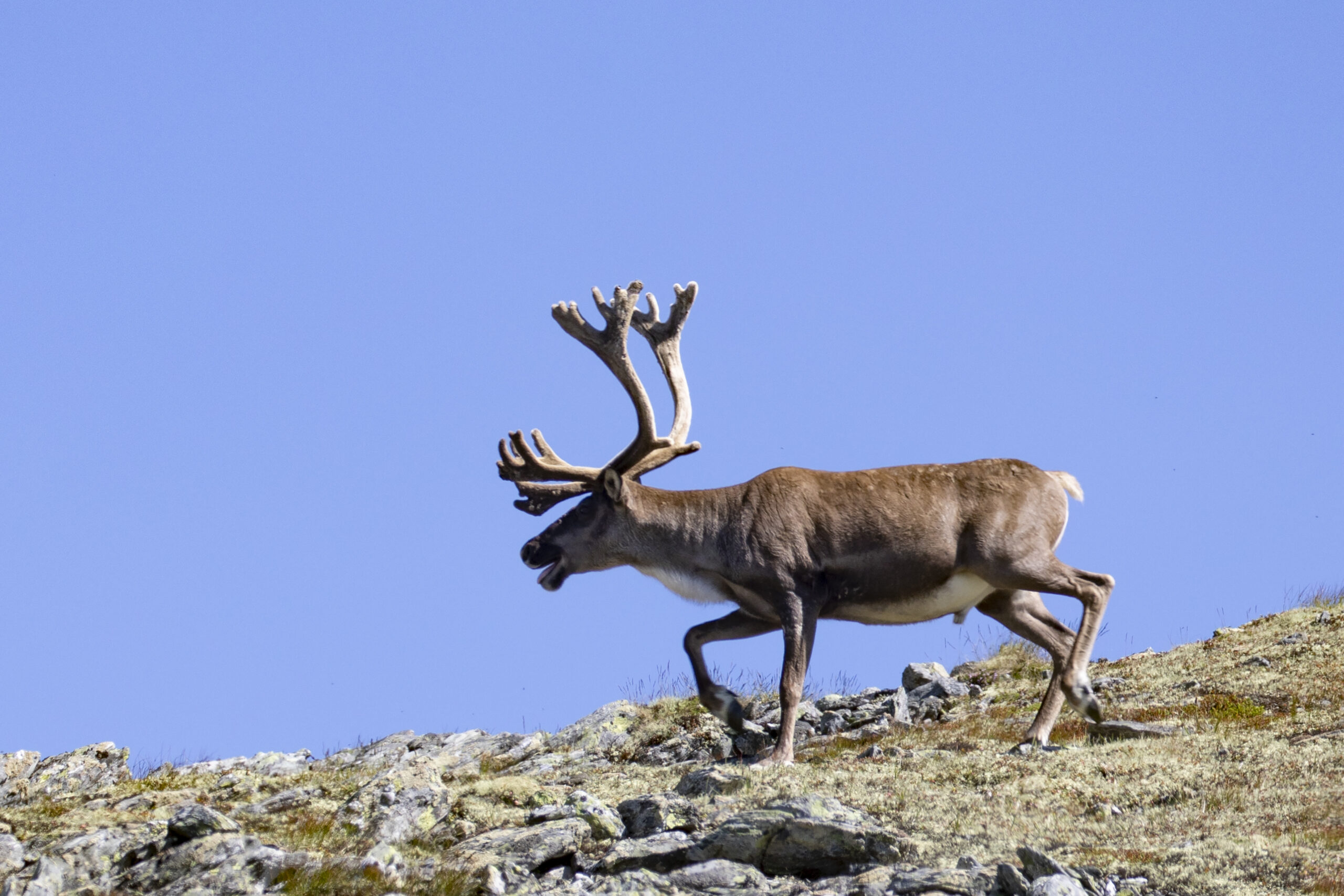 Forskere hevder klimaendringer påvirker helsen til norske villdyr