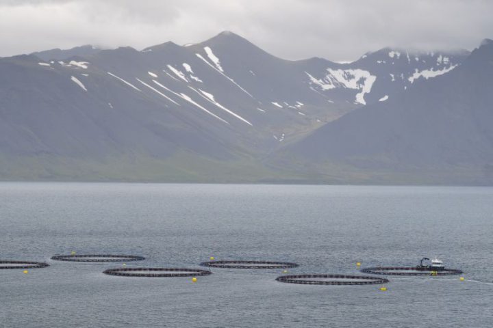 Fish Farming Reaches Record Levels in 2024