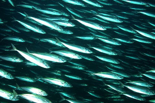 Development of Biodegradable fishing gear begins in Norway