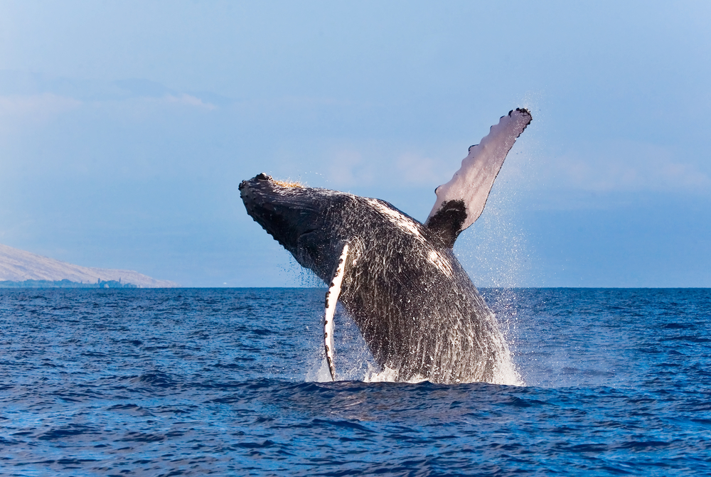Iceland cancels its whaling season for the second year in a row