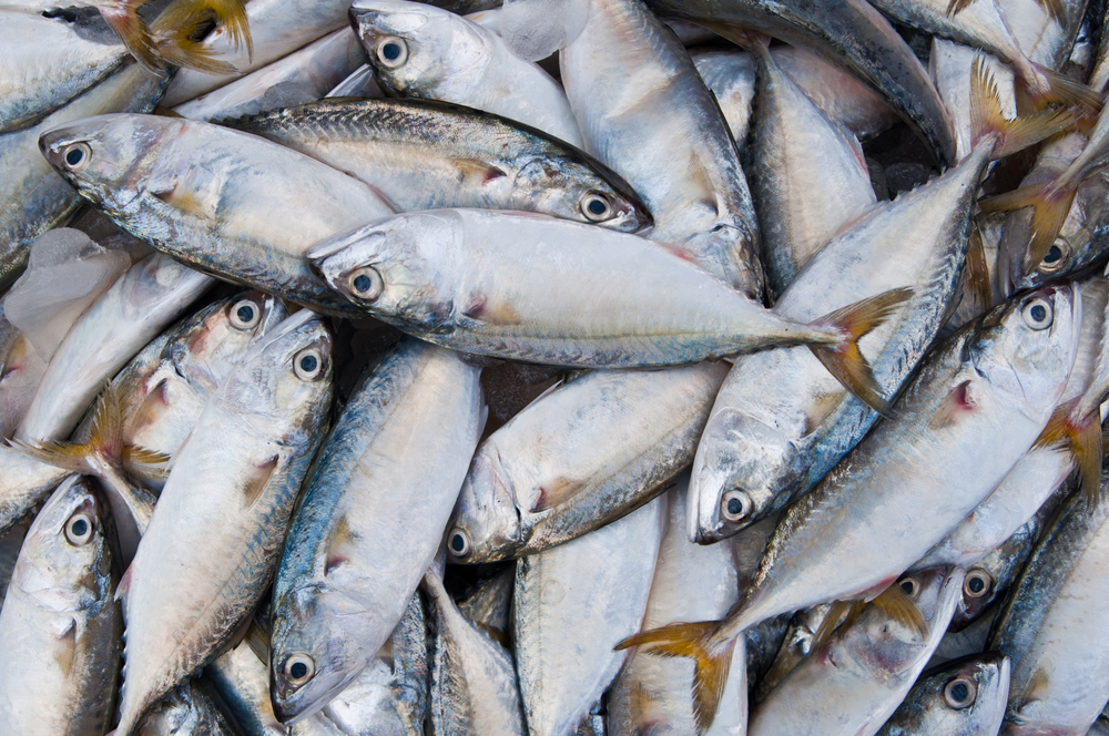 Faroe Islands reaches 2025 fishing quota agreement with UK