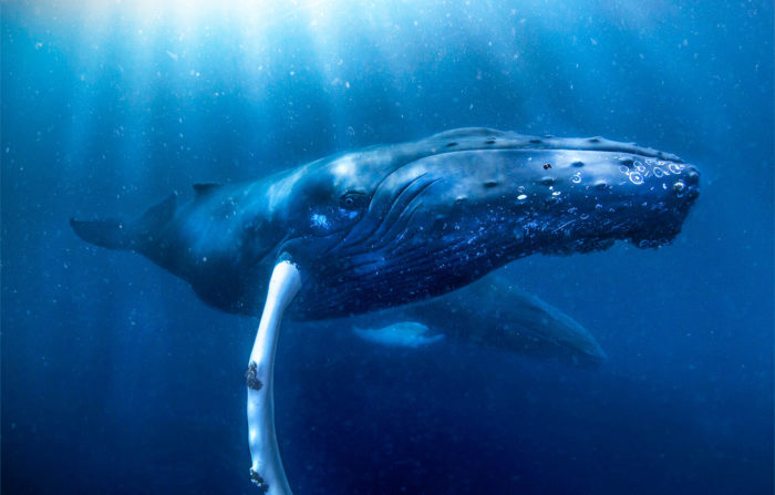 Kings Of The Arctic Need Their Hotspots Better Protected