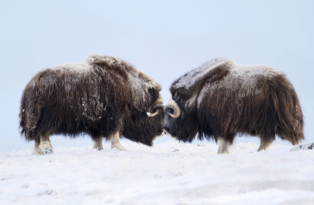 17 Facts About Norway’s Mighty Musk Ox