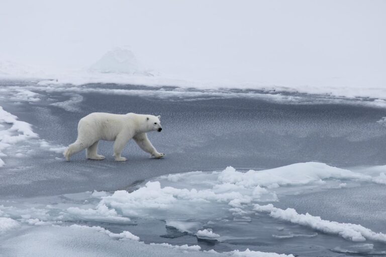 In Pictures: My Encounter with Polar Bears, the Kings of the Arctic