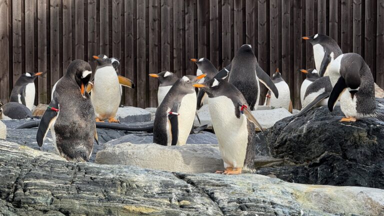 Bergen Aquarium: What to Expect and Is It Worth the Price?