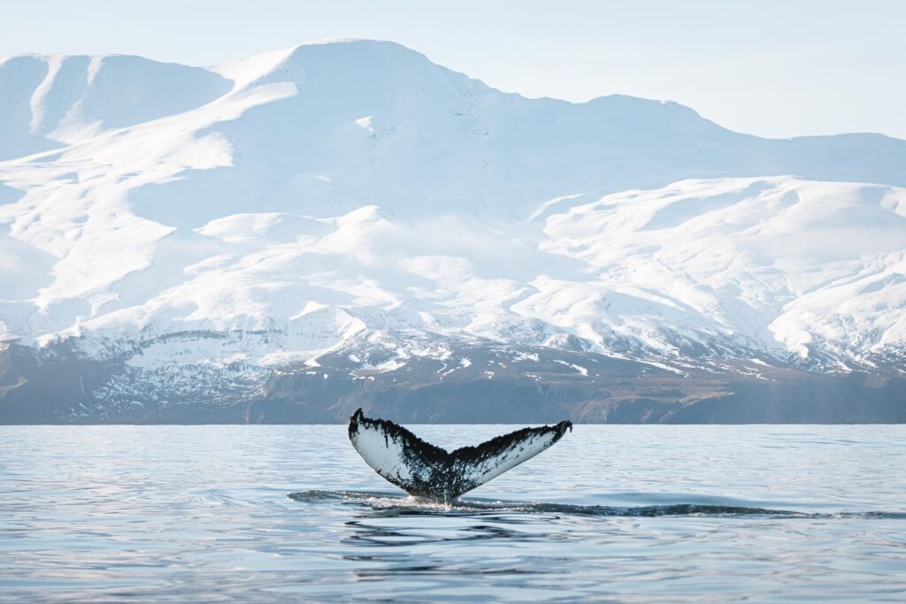 Easter in Húsavík: Whale watching, music festival and more!