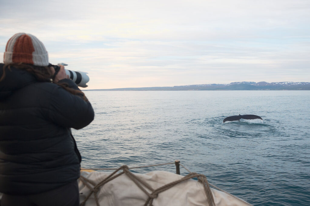 September Whale Watching in North Iceland: A unique wildlife adventure with North Sailing