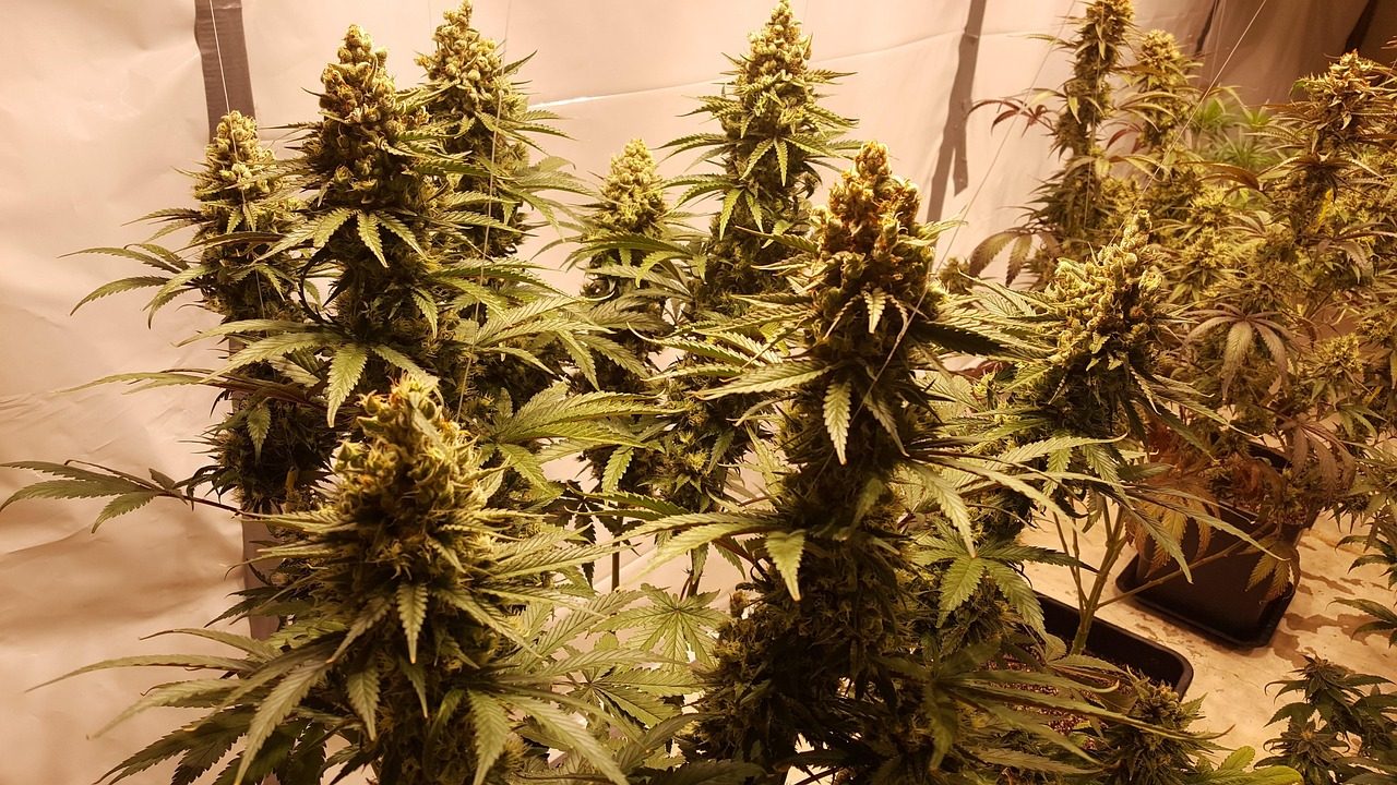 Kinesiske marihuana-dyrkere i USA