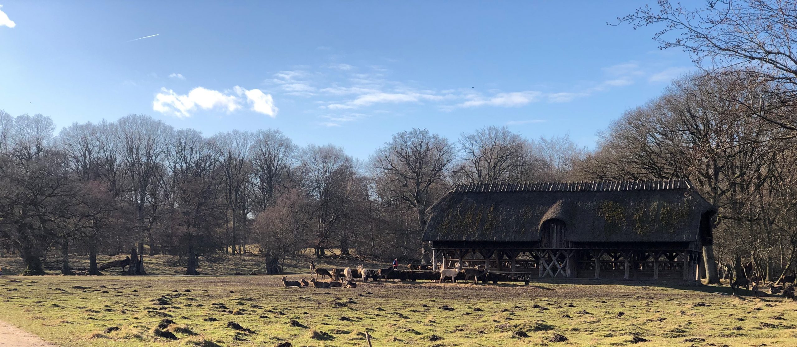 Get close to the deer during the cold season at the Copenhagen Deer Park – Dyrehaven